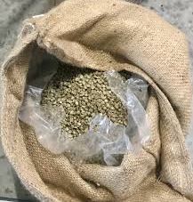 Im-Beutel: (Tansania Kaffee) Tanzania Bukoba Robusta Screen 18 - 250g Kaffee-Regionen: Kagera - Nordwestlichen Hochland Tansanias – Bild 4